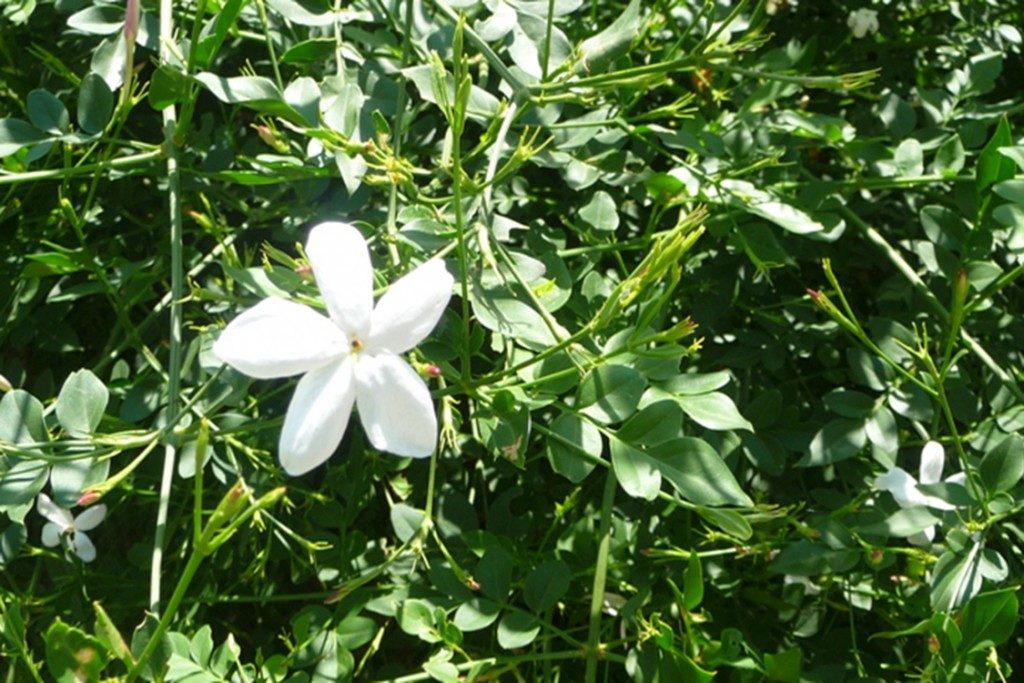 jasminum-grandiflorum-1024x683