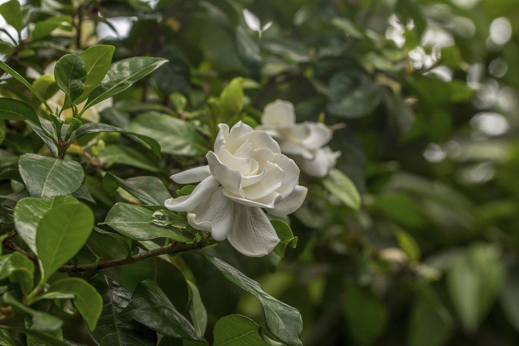 gardenia-1024x683