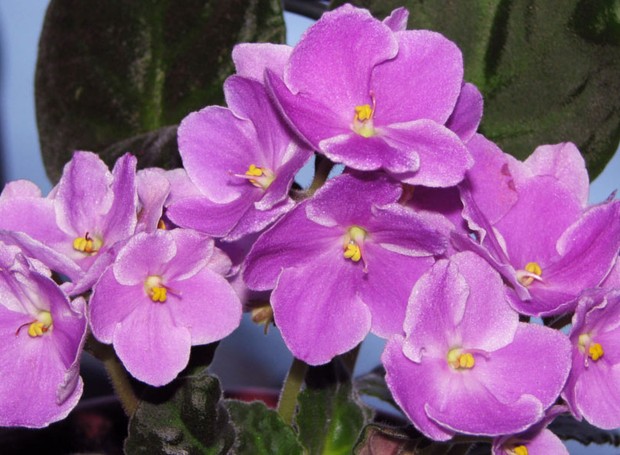 violetas-flores-jardim