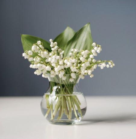 10-plantas-e-flores-que-vao-fazer-voce-se-sentir-mais-feliz-em-casa