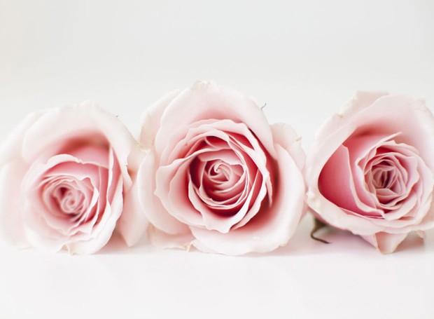 7-gallery-rose-color-meaning-