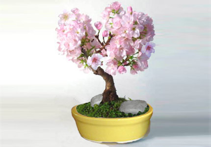 bonsai-no-vaso