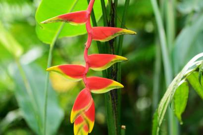 heliconia-pendula