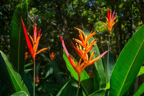 heliconia-psittacorum