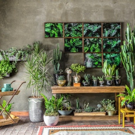 Grande Planta Verde Em Vaso No Chão De Madeira Em Sala De Estar Escura.  Decoração Da Selva Urbana. Plantas Domésticas. Plantas Mod Imagem de Stock  - Imagem de figo, violino: 215665015